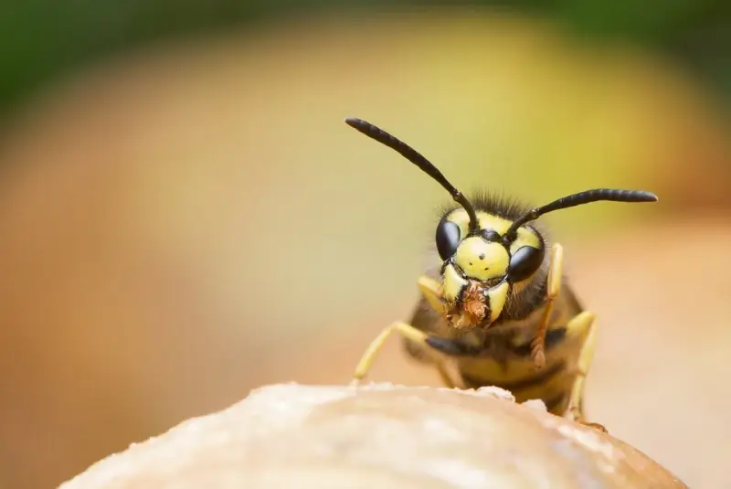 Goed nieuws: minder wespen deze zomer!