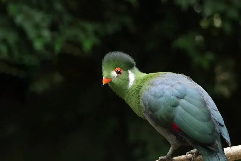 Natuurhulpcentrum in Oudsbergen vangt Witwangtoerako in Zepperen