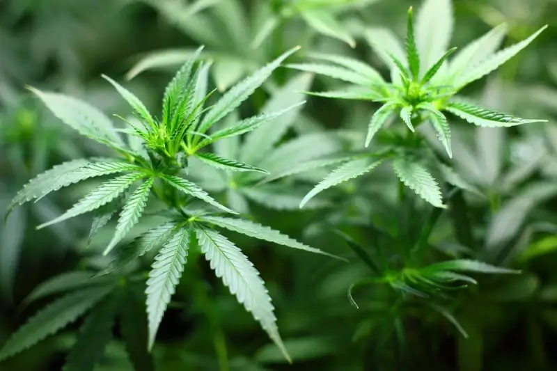 Twee mannen uit Lanaken opgepakt voor kweken van cannabis