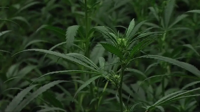 Politie ontdekt cannabisplantage bij Rotemse prins carnaval
