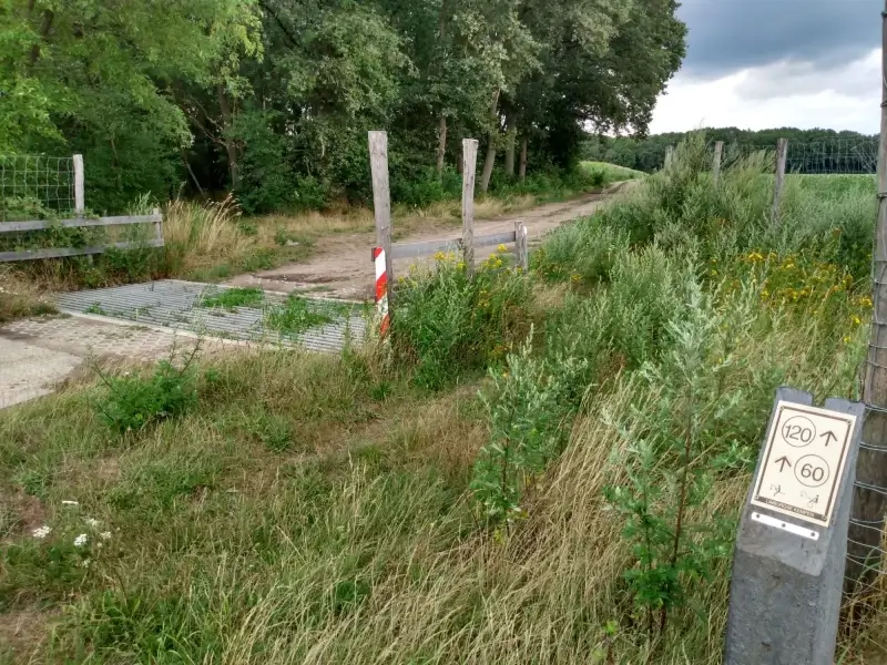 Welkom Wolf: "Wildrooster langs de N76 in Meeuwen totaal nutteloos"