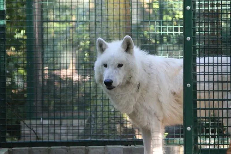 Natuurhulpcentrum vangt witte wolf uit Parijs op