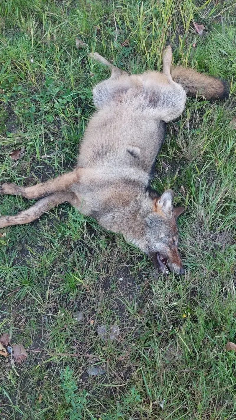 Opnieuw wolf doodgereden in Helchteren