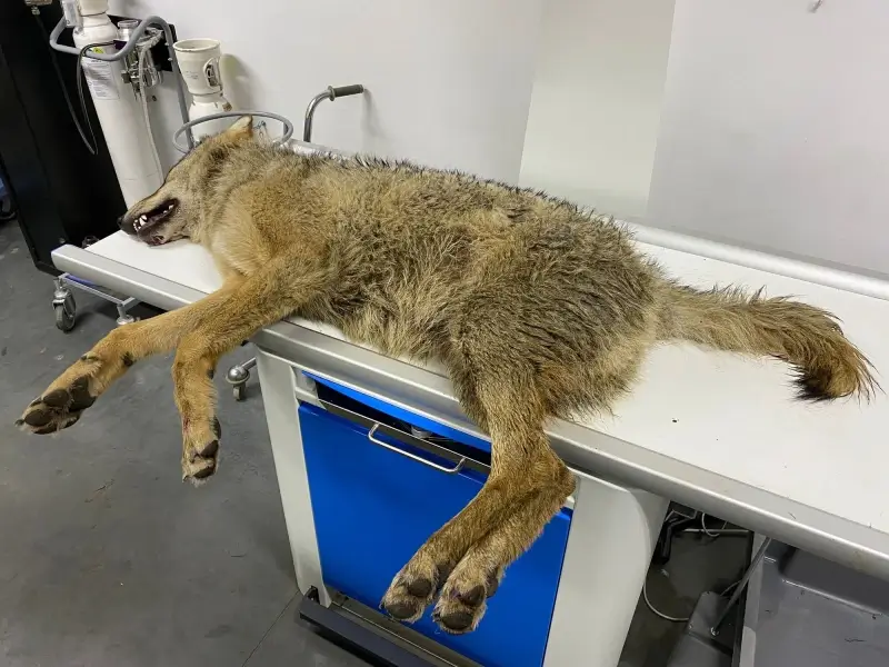 Voor derde keer wolf doodgereden op Noord-Zuid