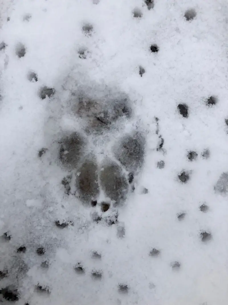 Twee wandelaars staan oog in oog met wolf in Oudsbergen