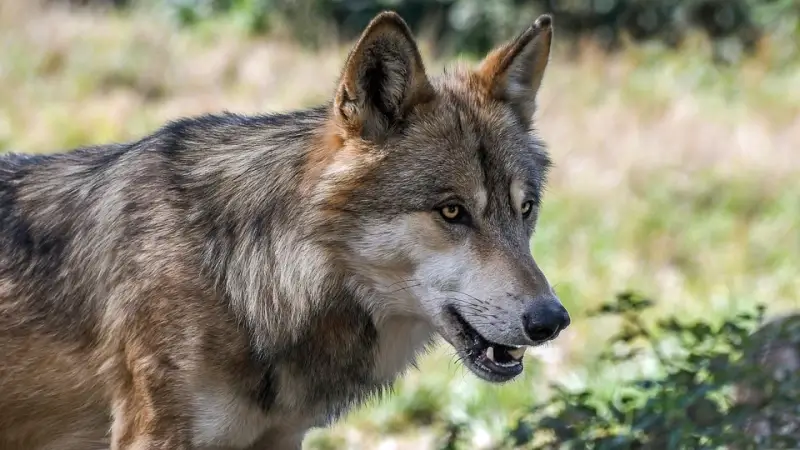 Waalse schapenhouders wachten wolvin Naya op met geweren