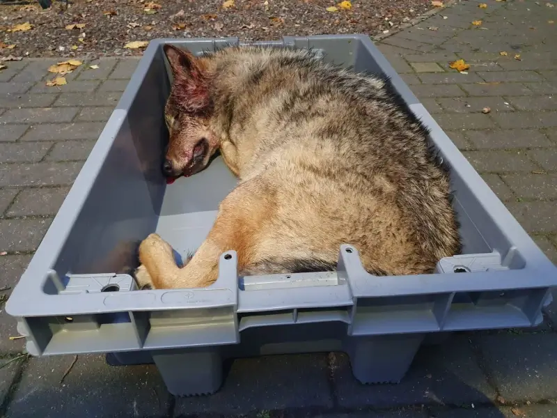 Tweede wolf doodgereden, nu op Weg naar Zwartberg in Meeuwen