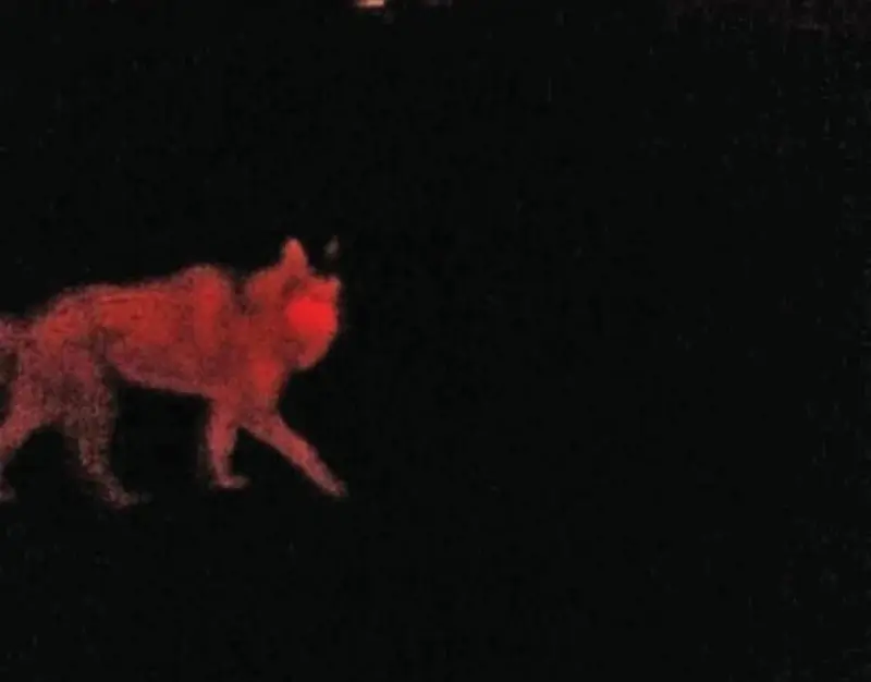 'Wolf' in Tervant blijkt hond te zijn