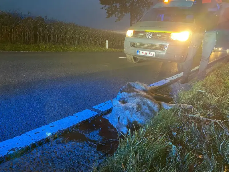 Jonge vrouwtjeswolf doodgereden in Peer