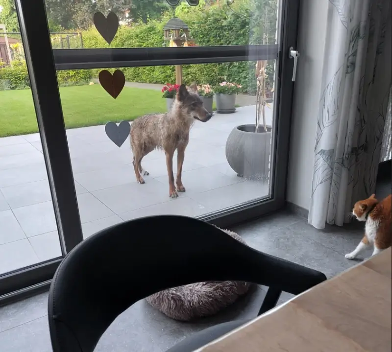 Wolf staat oog in oog met huiskat op terras in Dilsen