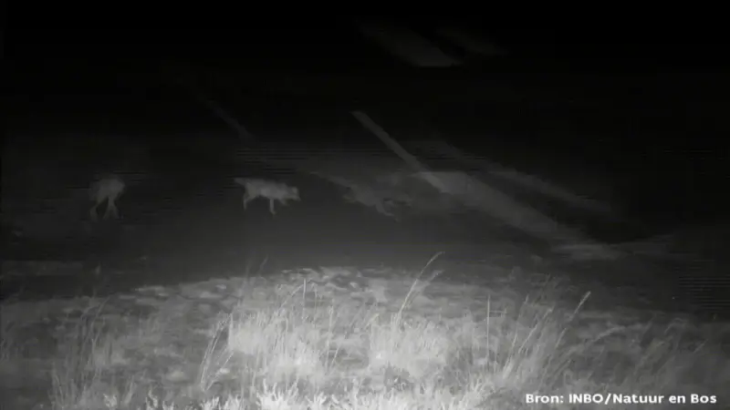 Veulen in Hasselt niet doodgebeten door wolf