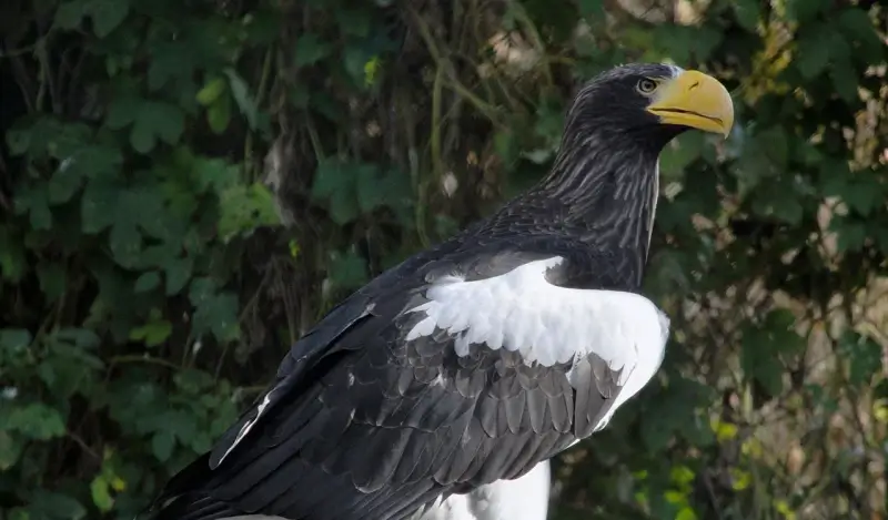 Zeearenden gespot in Lommel: "Probeer de vogels niet zelf te vangen"