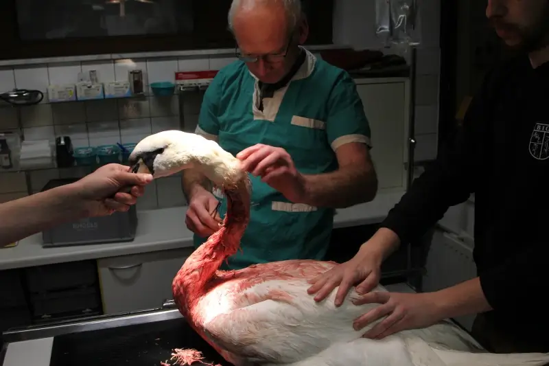 Nog niet duidelijk of zwaargewonde zwaan het gaat redden