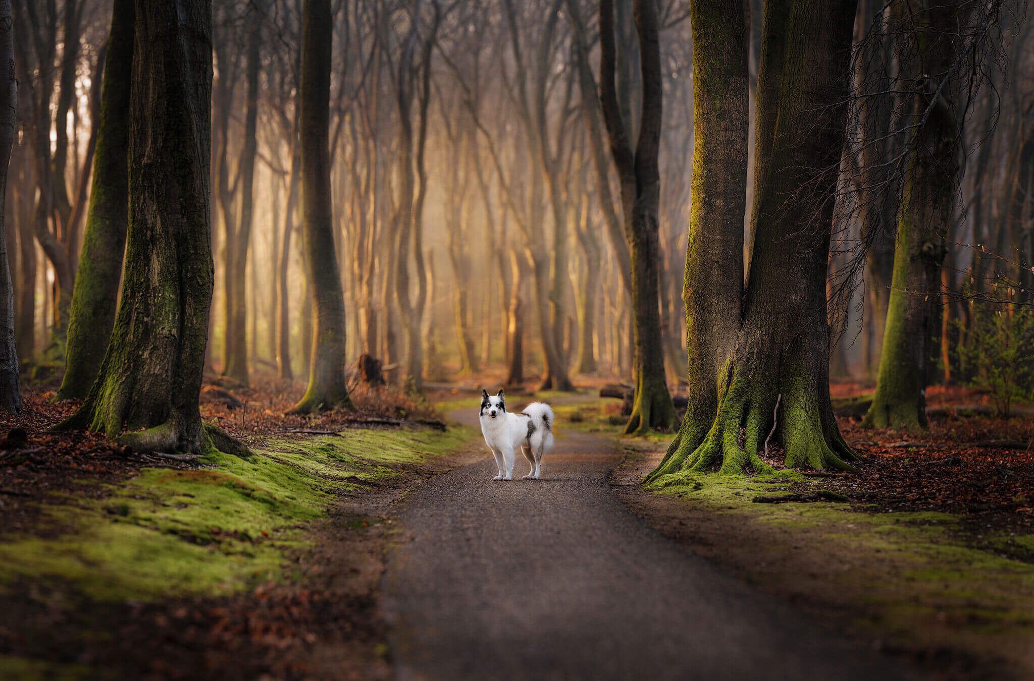 MarcVandijck_CaninePortrait_3.jpg