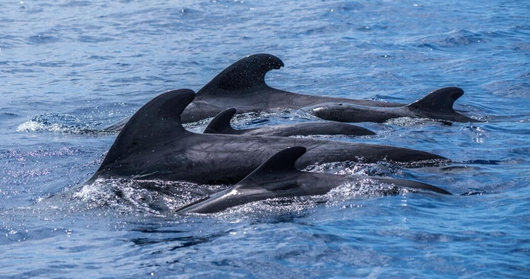 Madeira