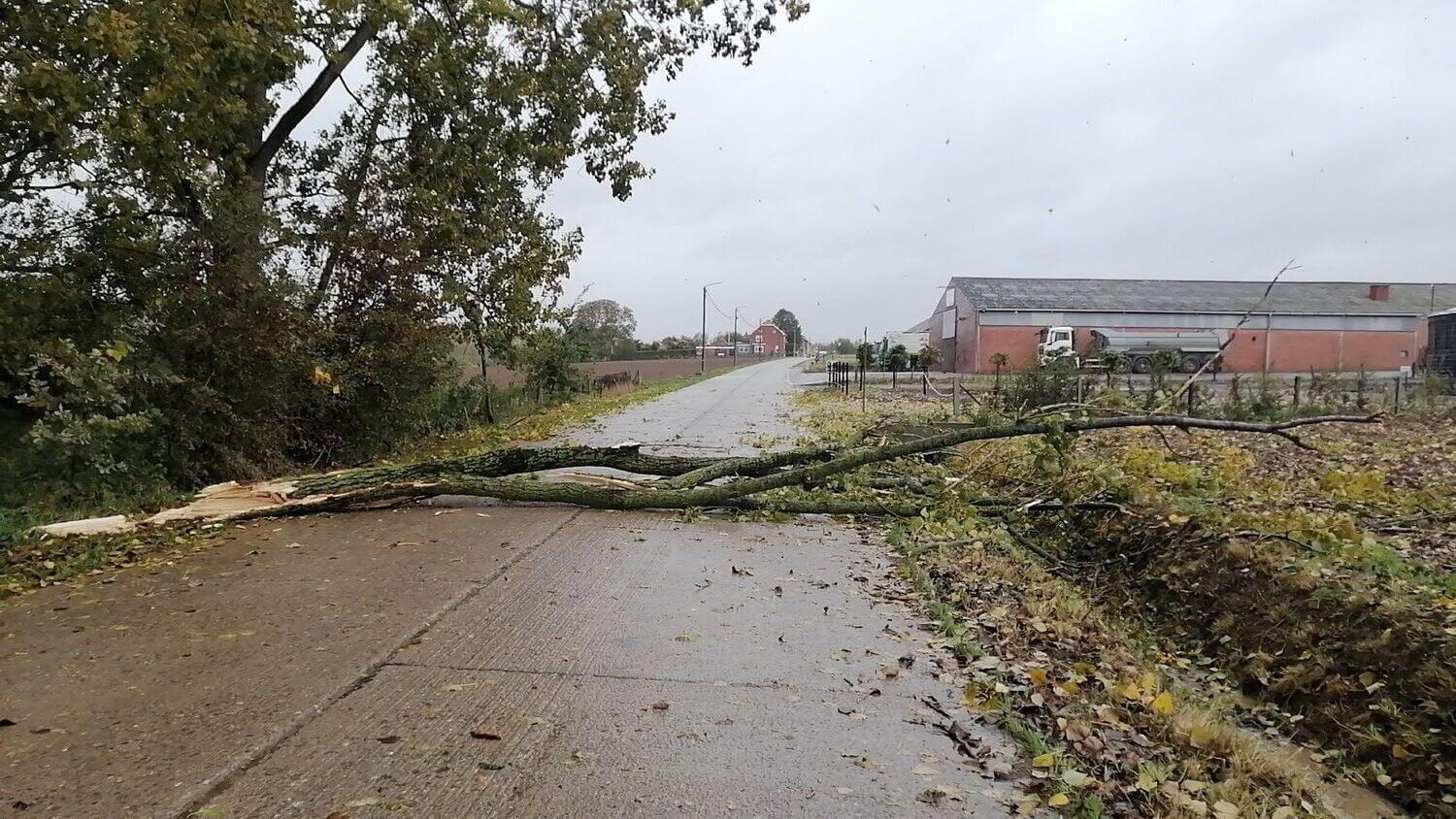 Boom op de weg van Borgloon richting Horpmaal