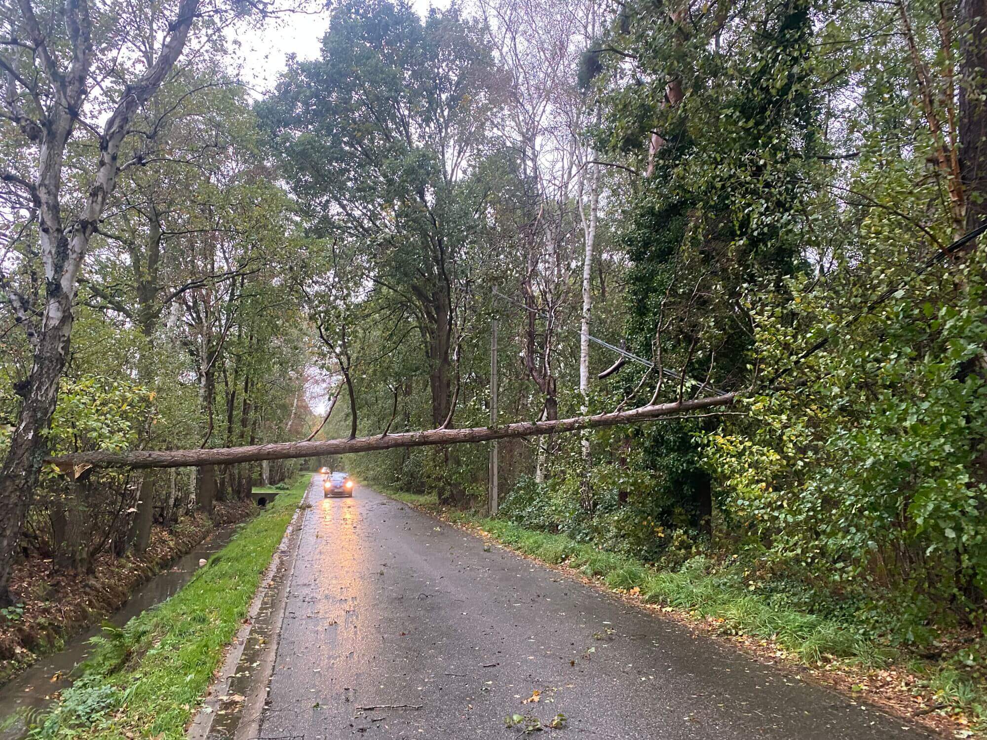 Boom valt op elektriciteitskabel in Elsbergweg in Zonhoven 