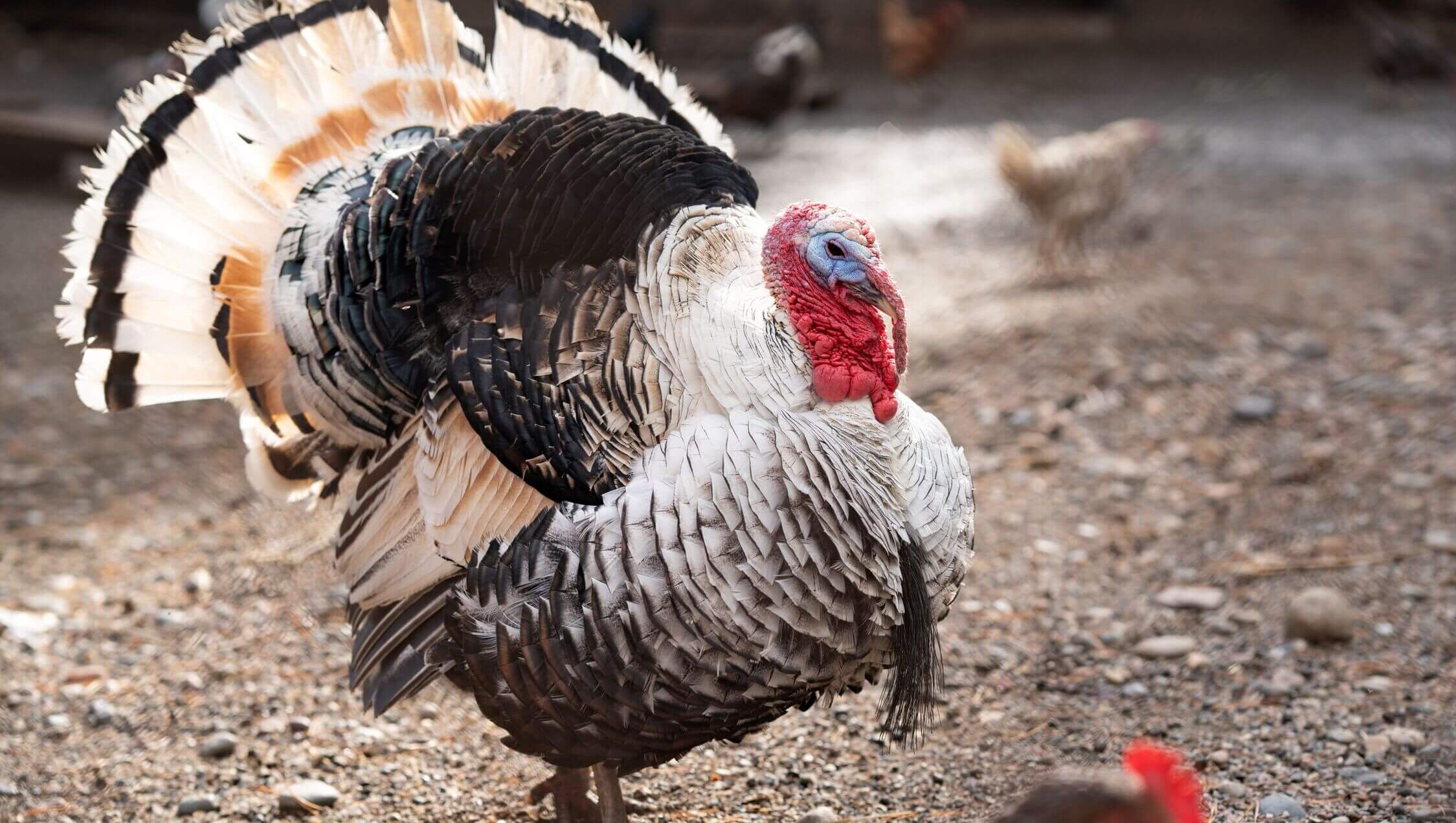 Hoofdafbeelding voor artikel Vlaamse regering bereikt ‘kalkoenakkoord’